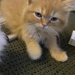 Dollface Persian Kittens Available with Health Guarantee in Cleveland, oh