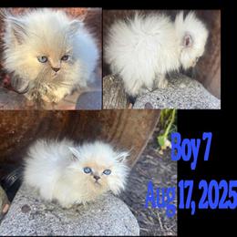 Persian Kittens - CFA Registered, 6 Weeks Old in Cleveland, oh