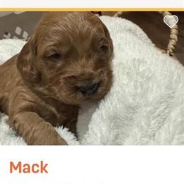 Mini Goldendoodle Puppy Available for Adoption in Cambridge, mn