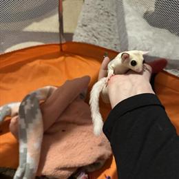 Mosaic Sugar Glider Ready for New Home in Fort Wayne, in