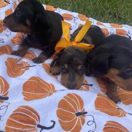 Mini Dachshund - Black and Tan Male Available Now in Hickory, nc