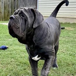 Neapolitan Mastiff Stud Service Available in Alexandria, va