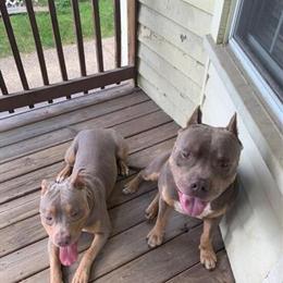 American Bully Puppies Available in Cleveland, oh