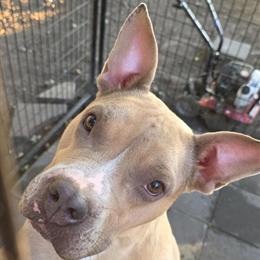 American Bully Female Looking for a Good Home in Mendota, il