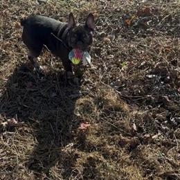 7 Month Old French Bulldog for Sale in High Point, nc