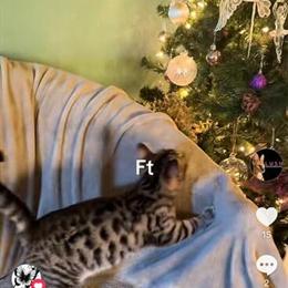 Savannah Kittens Available - 2 Girls and 3 Boys in Miami, fl