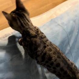 Savannah Kittens Available in Orange, CA - Reduced Price in Miami, fl