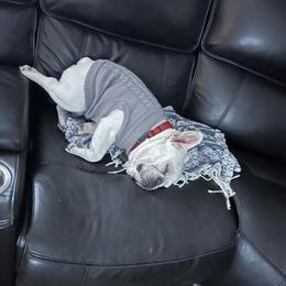 AKC Male Dog for Adoption in Lake Orion, mi