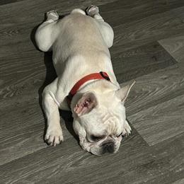 French Bulldog Male, 1 Year Old, House Trained in Lake Orion, mi