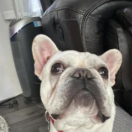 French Bulldog - 10 Months Old, House Broken in Lake Orion, mi