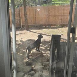 Great Dane Puppy Available in Harrisburg, pa