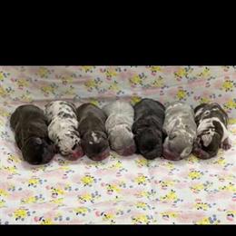 Dog Breeding Mentorship for Beginners in Miami, fl
