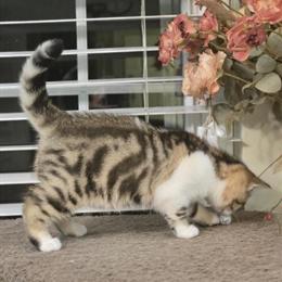 Scottish Fold Kittens Available Now - Born September 4th in Philadelphia, pa