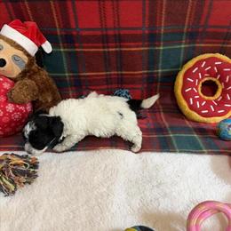 Maltipoo Puppies Ready in Lilburn, ga