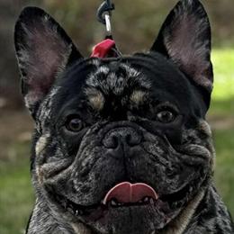 Tri-Merle French Bulldog Stud Available for Mating in Fayetteville, nc