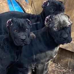 Cane Corso Puppies Available - ICCF Registered in Raleigh, nc