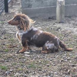 Handsome Miniature Dapple Dachshund for Stud Service in Indianapolis, in