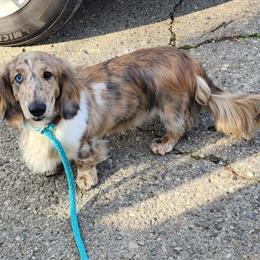 Dachshund Stud Service - Long Hair Dapple Available in Indianapolis, in