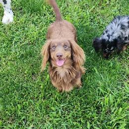 Dachshund Stud Service - AKC Registered and Proven in Indianapolis, in