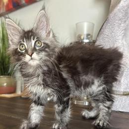 XL Maine Coon Kittens for Sale - 10 Weeks Old, Vaccinated in Roselle, il