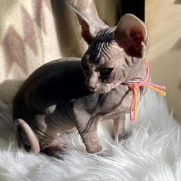 Sphynx Kitten Tilly - Classic Tabby Girl Ready Now in Springfield, mo