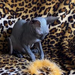 Sphynx Kitten Shadow - 14 Weeks Old and Ready for a New Home in Springfield, mo