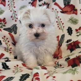 Morkie Puppy Ready for New Home in Virginia Beach, va