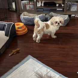 Purebred Male Shih Tzu Available in Maysville, ky