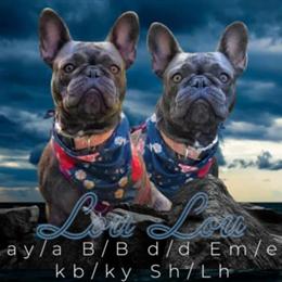 American Bully Male, 2 Years Old, Available for Trade in Charlotte, nc