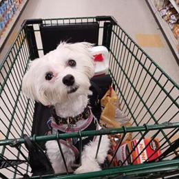 Maltese Female Available in Medina, oh