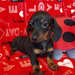 Miniature Dachshund Puppies Available Now in Eau Claire, wi
