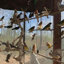 Canaries, Conures, Finches, and Parrots Available for Adoption in Waxhaw, nc