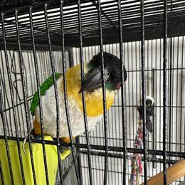 Caique Parrot for Adoption in Waxhaw, nc