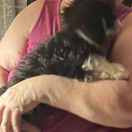 Female Dixiepoo Ready for Adoption in Bethel, oh