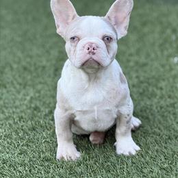 French Bulldog Male Merle Isabella Puppy in Orlando, fl