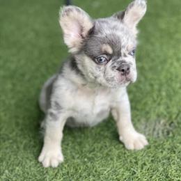 French Bulldog Males Available in Orlando, fl