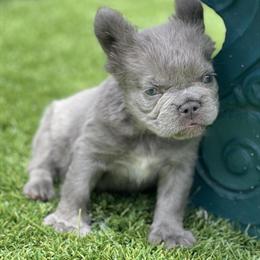 French Bulldog Males Available in Orlando, fl