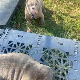 Nano Bully for Sale at $6500 in Ridgeland, sc