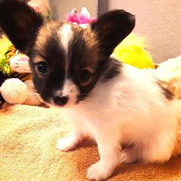 Papillon Female Teacup Purebred Tricolor for Adoption in Westminster, co