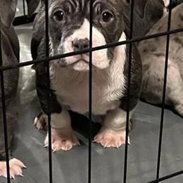 American Bully Puppies Available in Lithonia, ga