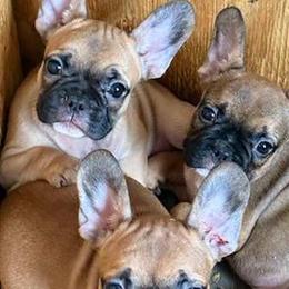 Male AKC French Bulldogs Available in Evanston, il