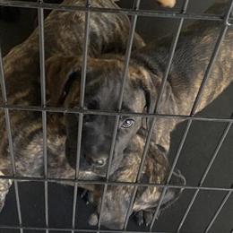 Cane Corso Puppies Available in Riverview, fl
