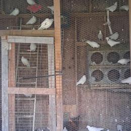 Homing Pigeons for Sale - White Young Birds in Philadelphia, pa
