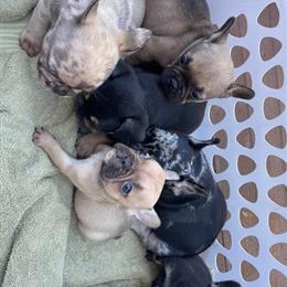 French Bulldog Puppies Ready for Forever Homes in Tampa, fl