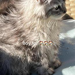Male Silver Shaded Maine Coon Kitten in Concord, nc
