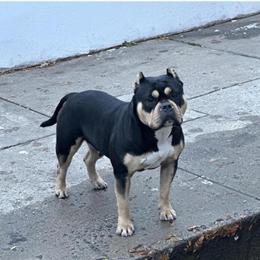 American Bully Puppies for Sale - Males and Females Available in New York, ny