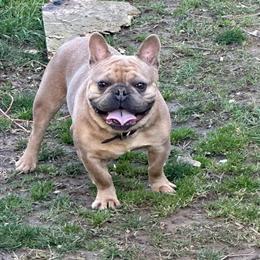 Male French Bulldog for Sale at a Great Price in Canal Winchester, oh