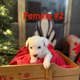 Havanese Puppies for Adoption in Central Indiana in Martinsville, in