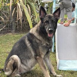 German Shepherd Puppies Available in Ocala, fl