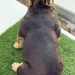 French Bulldog Stud Available in Leesburg, fl